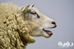 تفسير رؤية أضحية العيد في المنام.. "تشير إلى قوة شخصية" 5 تفسير رؤية أضحية العيد في المنام.. “تشير إلى قوة شخصية”