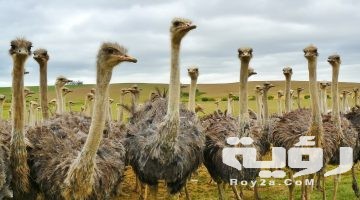 تفسير رؤية النعامة في المنام