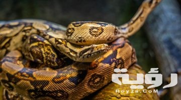 تفسير رؤية الافعى في المنام