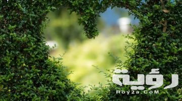 تفسير رؤيه تطعيم الشجر في المنام