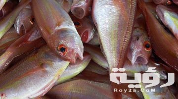 تفسير رؤية تنظيف السمك لابن سيرين