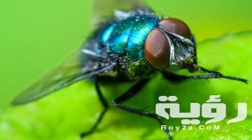 تفسير رؤية كثرة الذباب في المنام