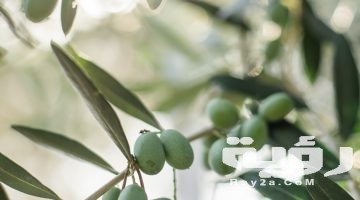 تفسير رؤية اغصان الزيتون في المنام