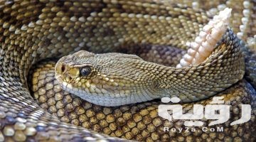 رايت الثعبان في المنام فما تفسره ؟