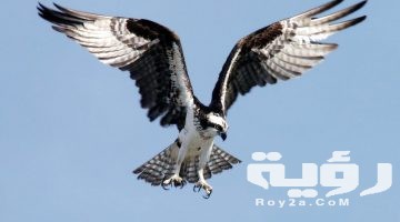تفسير رؤية النسر في المنام
