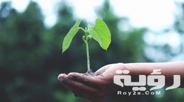 تفسير رؤية نبات السعد في المنام