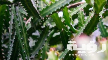تفسير رؤية نبات الصبار في المنام
