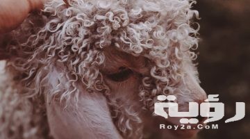 تفسير رؤية نطح الخروف في المنام