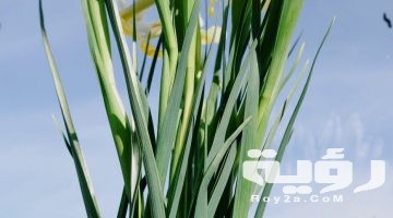 تفسير رؤية النرجس في المنام