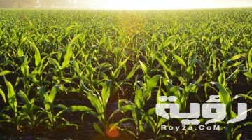 تفسير رؤية نبات الذرة في المنام