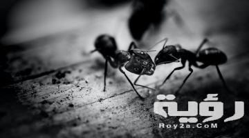 تفسير رؤية نمل اسود في المنام