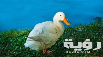 تفسير رؤية البطة في المنام