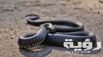 تفسير رؤية افعى سوداء او الثعبان الاسود في المنام