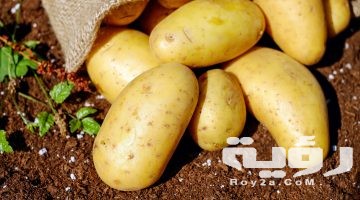 تفسير رؤية البطاطس في المنام