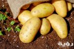 تفسير رؤية البطاطس في المنام 5 تفسير رؤية البطاطس في المنام