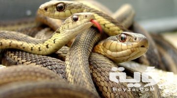 تفسير رؤية كثرة الثعابين في المنام