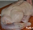 تفسير رؤية بط صغير ميت أو مذبوح في المنام 5 تفسير رؤية بط صغير ميت أو مذبوح في المنام