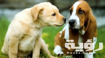 تفسير رؤية مجموعة من الكلاب في المنام