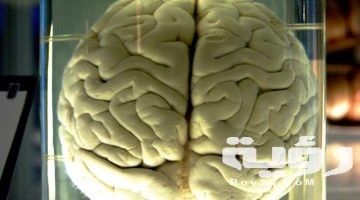 تفسير رؤية مخ الحيوان في المنام