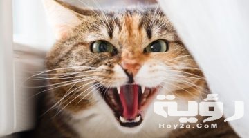 تفسير رؤية مهاجمة القط في المنام