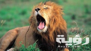 تفسير رؤية مهاجمة الاسد في المنام