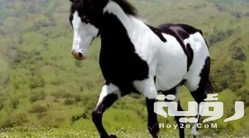 تفسير رؤية مجموعة من الاحصنة في المنام