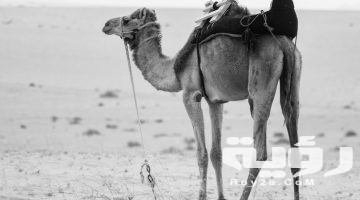 تفسير رؤية الجمل في المنام