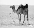 تفسير رؤية الجمل في المنام 5 تفسير رؤية الجمل في المنام