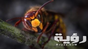 تفسير رؤية لدغة الدبور في المنام