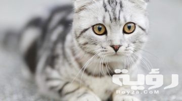 تفسير رؤية براز القطط في المنام
