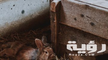 تفسير رؤية تربية الأرانب في المنام