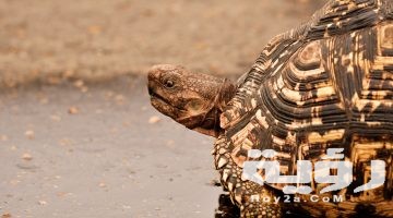 تفسير رؤية السلحفاة في المنام