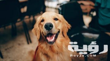 تفسير رؤية بول الكلب في المنام