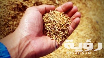 تفسير رؤية الغلة فى المنام