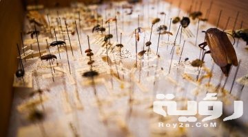 تفسير رؤية لدغة حشرة في المنام