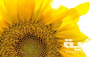 تفسير رؤية بذور دوار او عبّاد الشمس في المنام