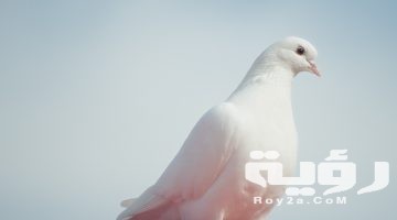 تفسير رؤية برج حمام في المنام