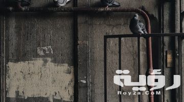تفسير رؤية تربية الحمام في المنام