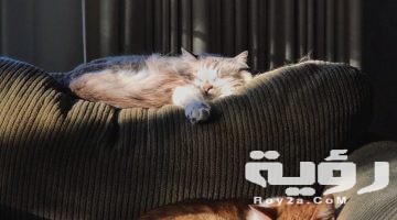 430 اسماء قطط اناث عربية واجنبية ومعانيها 2026