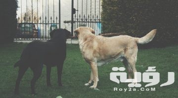 120 اسماء كلاب ذكور بالعربي او بالانجليزي 2026