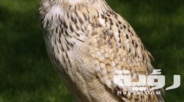 تفسير رؤية البومة في المنام