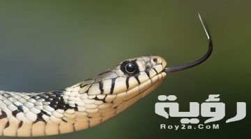تفسير رؤية لدغة الثعبان في المنام