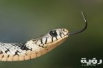 تفسير رؤية لدغة الثعبان في المنام