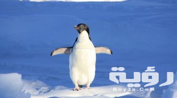 تفسير رؤية البطريق في المنام