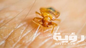 تفسير رؤية البرغوث في المنام
