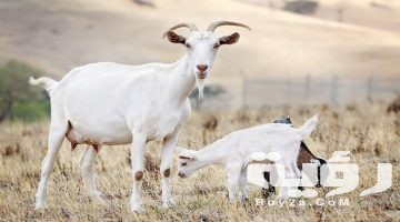 تفسير رؤية المعزة في المنام