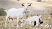 تفسير رؤية المعزة في المنام