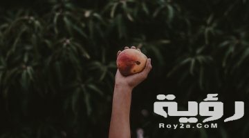 تفسير رؤية شجرة المانجو في المنام