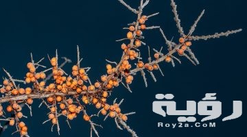 تفسير رؤية شجرة النبق في المنام