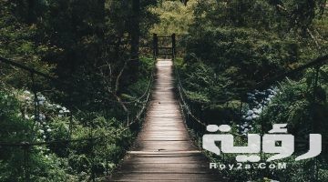 تفسير رؤية شجرة التوت في المنام